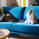 International-Cat-Day_Main1