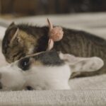 International-Cat-Day_Main3