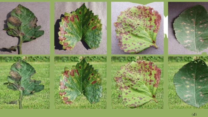Crop Disease Detection: