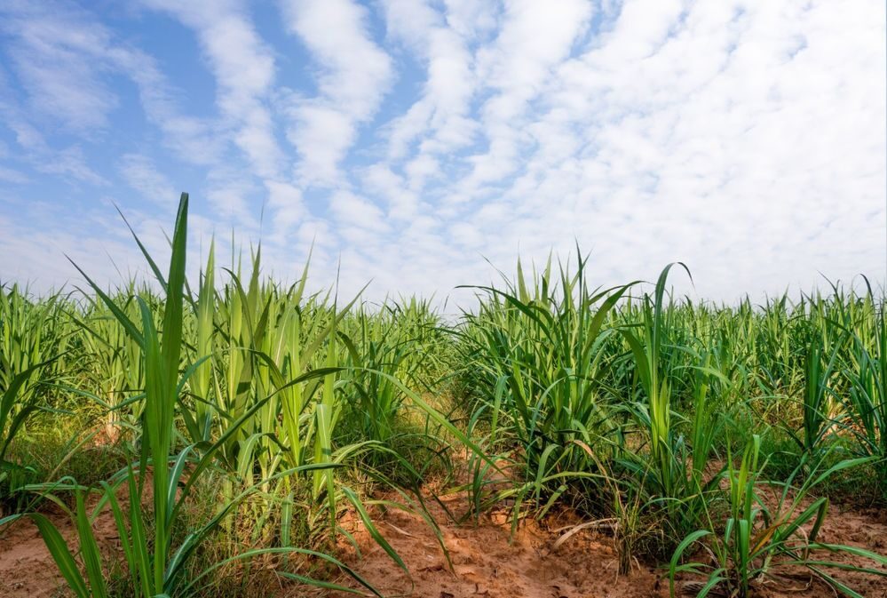 Changing Agriculture: AI Crop Disease Detection Powered by Intel Developer Cloud Changing Agriculture: AI Crop Disease Detection Powered by Intel Developer Cloud