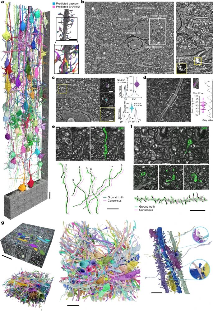 Dense connectomic reconstruction of mammalian brain tissue with light microscopy